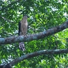クビワモリハヤブサ Collared Forest Falcon