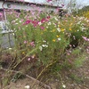 花友さん家拝見とランチ会
