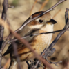 鳥のまばたき　12月21日