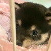 【豆柴】可愛すぎると家庭内で話題の子犬動画がこちら【タオルはむはむ】