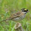 隣の隣の県に鳥を見に行った日記（２０２３　０５０５）その３。