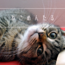 ねこめんたる