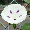 マルバアサガオの花