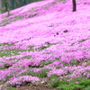 さくらさくらの芝桜