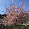 初めて 河津桜 を見てきた！