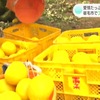 文旦の旬とその魅力！　高知県のフルーツ　レシピや楽しみ方