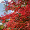 【Nikon Z 7 + NIKKOR Z 24mm & 40mm・仙台市】輪王寺・西公園・県庁前の紅葉をお写ん歩。November 2022