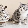 パフェを見る猫