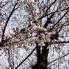 「桜」の撮影　2022年3月23日(機材:　LAOWA 17mm F1.8 MFT、OLYMPUS PEN Lite E-PL6)