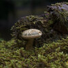 オオヤシャイグチ（Austroboletus subvirens）- 松江城マッシュルームマップ