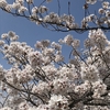 信州の桜🌸紹介します