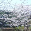 ひきこもりが人生初の花見に出かけたよ