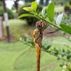 夏の終わりの静けさが好き