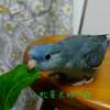 インコの餌事情その７【サザナミインコのおはなし】