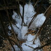 今朝も冷え込んで、見事な「氷花・霜柱」が咲きました。