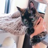 【子猫】最終編☆ちょこちゃんおすすめのカリカリ(餌)ランキング！ 