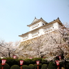 そろそろ津山の桜🌸🌸🌸：鶴山公園　：2026.3.25