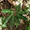 Aglaonema pictum"ちゃんぷーる"BNN from Sibolga timur【AZ0322-2e】