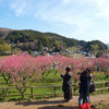 奈良・本郷の又兵衛桜（5）