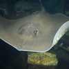 プラークラベーン Urogymnus polylepis