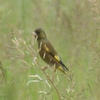 江戸川河川敷のカワラヒワ