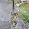 尻尾を立てて寄ってくる猫