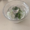【300均】で発見【ガラスのミニ漬物容器】初、白菜の漬物仕込みました