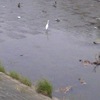 境川は野鳥の楽園