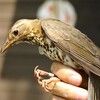 今日見た鳥（と鳥の耳の穴）