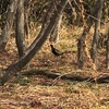 焚き火と楽しむロイヤルグリフィン炭火焼鳥の巻