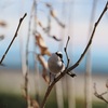 ウォーキング中の野鳥観察記