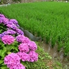 田んぼと紫陽花