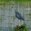 ベリーズ　水鳥たちのいる風景