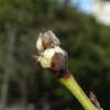 シダレハナモモ、ハナズオウの冬芽に色が付き始めた