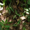 Aglaonema pictum"ちゃんぷーる"BNN from Sibolga timur【AZ0322-2f】