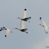 ベリーズ　自宅上空の White Ibis（ホワイト　イビス） 