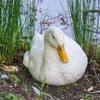 【写真】最近の写真撮影（2017/5/20）昆陽池公園その3