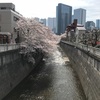 桜サイタカ 東中野