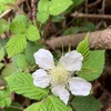 リヤカーに母の小さき草いちご（あ）