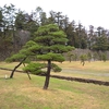  松江城の松（島根県松江市）