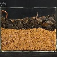 授業で使えるかも ミミズが土を作る様子を比較するタイムラプス動画 教育ictリサーチ ブログ 授業で使えるかも ミミズが土を作る様子を比較するタイムラプス動画 教育ictリサーチ ブログ