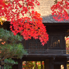 紅葉　平林寺#2