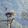 10 鳴子峡の朝めぐりで「ミサゴ」に出会う。