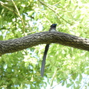 ゆるっと野鳥観察日記