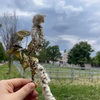 ポプラの綿毛から綿を採取してみたI tried to collect cotton from poplar fluff.
