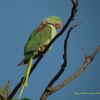 Alexandrine Parakeet オオホンセイインコ(インドの鳥その33)