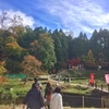 2018年の、鶏足寺の紅葉は