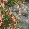 東京暮らしで花粉症が復活しました