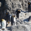 それでも私はコンプリートを目指す。　葛西臨海水族園その2