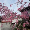 南蔵院の桜、その３。